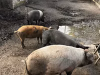 नर सूअर, सूअर — फ़ोटो 2