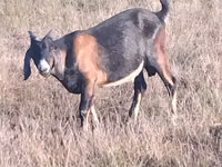 بز نر, Nubian Goat — عکس 3
