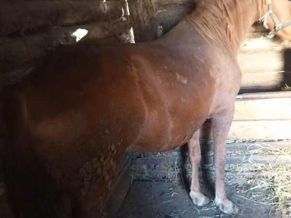 Mare, Horses — Kazakhstan