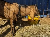 Ziegenbock, Nubian Goat — Foto 1