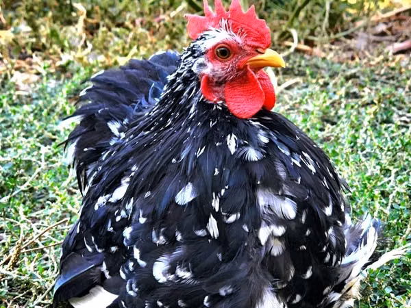 Pekin Bantam — Kyrgyzstan