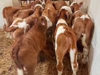 Bou, Simmental cattle — foto 2