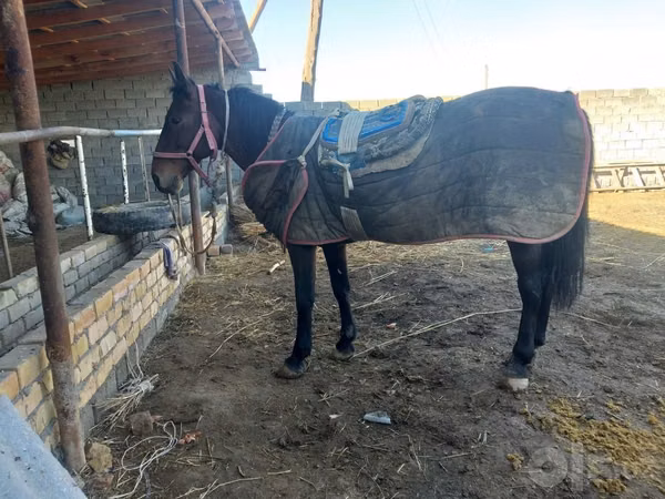 घोड़ा, Karabakh horse — उज़्बेकिस्तान