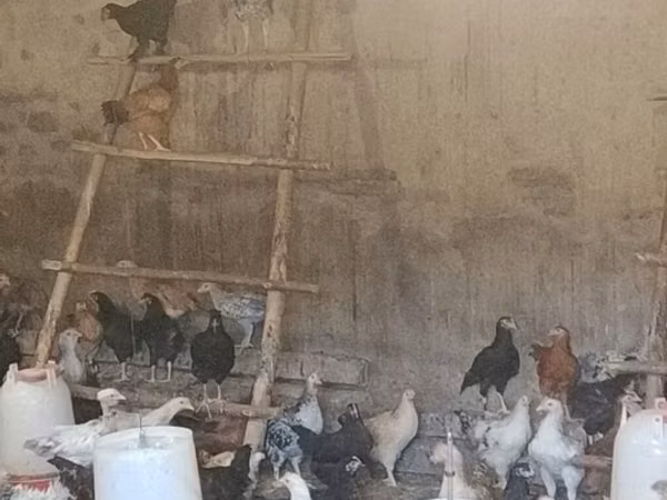 Chickens — Asarbajan