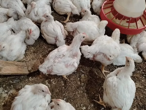 Chickens — Азербайжан