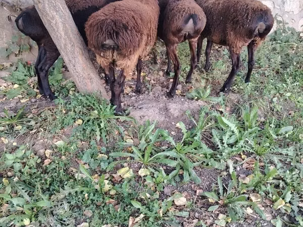 แกะตัวเมีย, Hissar sheep