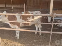 公牛, Simmental cattle — 照片 5