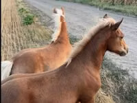 Mare, Haflinger — photo 3