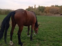 Kuda betina, Horses — foto 3