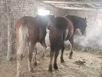 Horse (M), Kazakh horse — photo 3