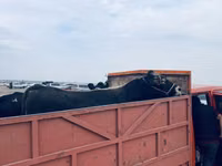 Bull, Swiss cattle — photo 4