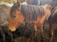 فرس, Kustanai horse — الصورة 3