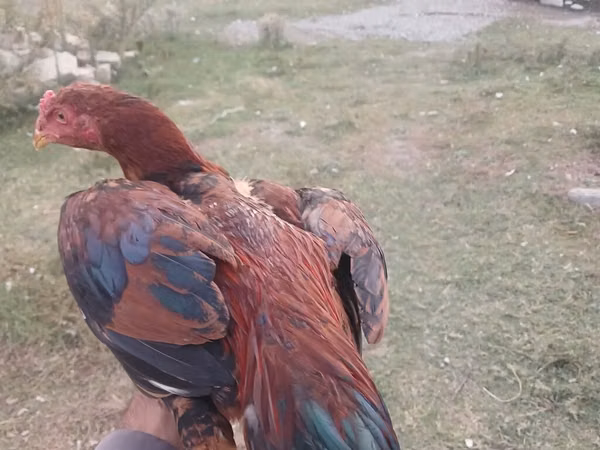 Chickens