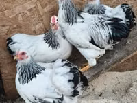 وياندوت — الصورة 1