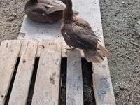 Domesticerad myskanka — foto 2