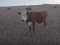 Cow, Kazakh White-headed cow — photo 7