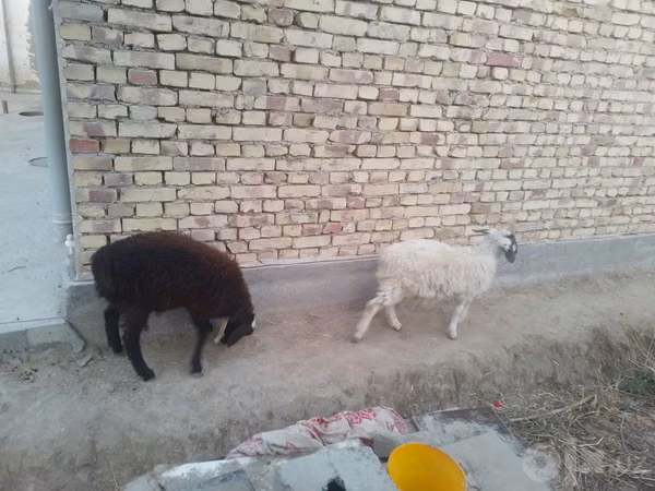 Խոյ, Ոչխարներ