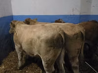 Sığır (parti, cinsiyet belirtilmedi), Simmental cattle — foto 8