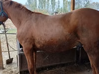 Horse (M), Horses — photo 3