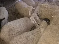 گوسفند (گروه، جنسیت مشخص نشده), Suffolk sheep — عکس 5