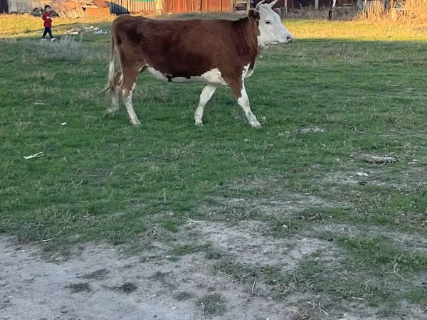 Cow, Kazakh White-headed cow — Kazakhstan