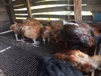 Chickens — تصویر 2