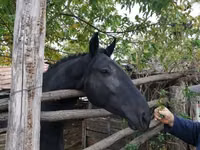 Модиён, Nonius horse — акс 4