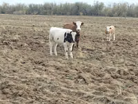 ثور, Simmental cattle — الصورة 4