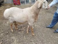قوچ, Arashan sheep — عکس 6