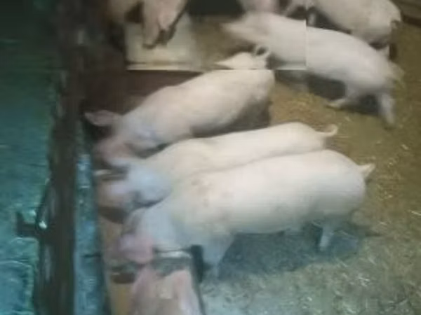 Pigs (batch, sex not specified), Pigs — Hungary