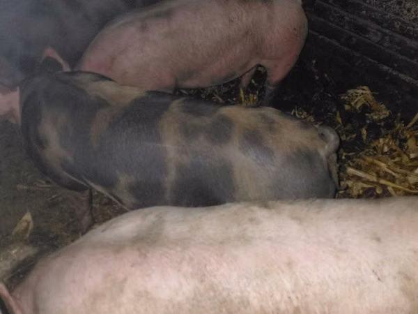 Boar, Pigs — Moldova