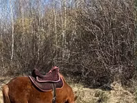 Mare, Horses — photo 3