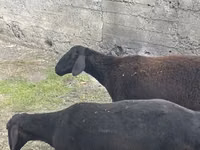 Vædder, Rhon sheep — foto 4