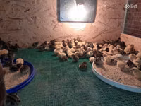 Quails — photo 2