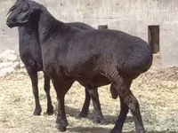 Kambing jantan, Sheep — foto 1
