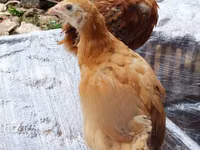 Chickens — foto 2