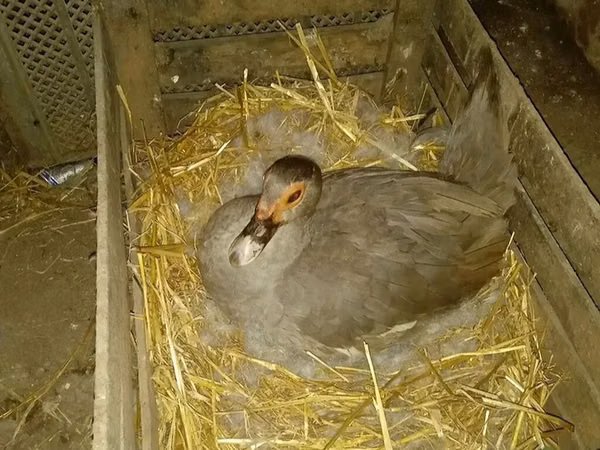 Ducks — Azerbaijan
