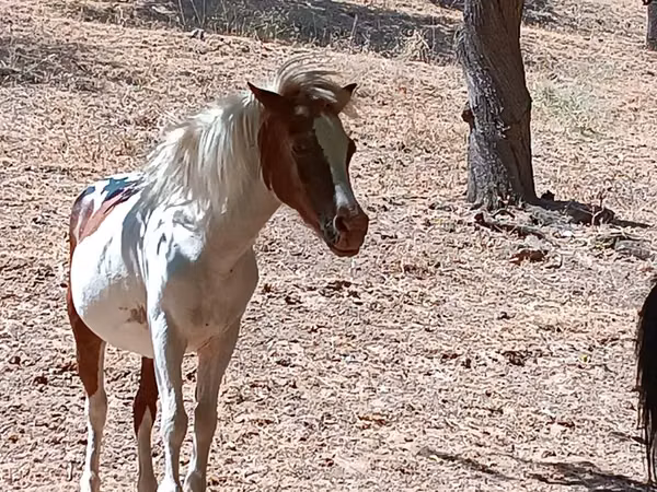 Mare, Shetland Pony — Uzbekistan