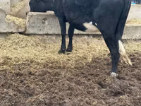 Lembu betina, Cattle — foto 4