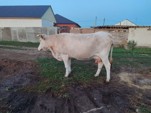 Vaca, Latvian Blue cattle