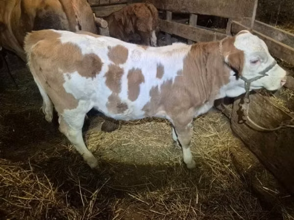 Krava, Simmental cattle — Maďarsko