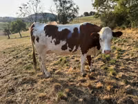 Vache, Montbéliarde — photo 1