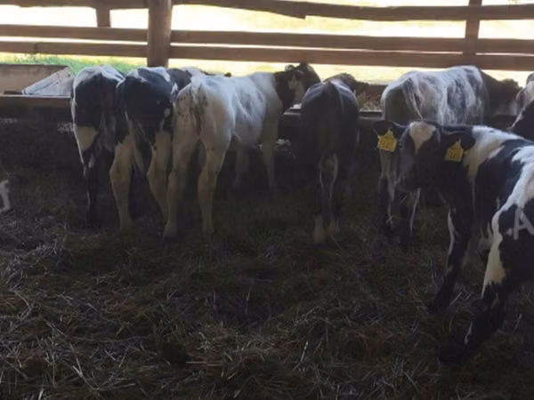 Cattle (batch, sex not specified), Belgian Blue
