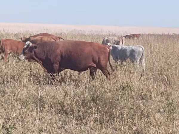 Bull, Swiss cattle — Kazakhstan