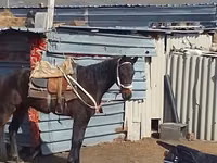 Mare, Horses — photo 1