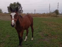 Kuda betina, Horses — foto 1