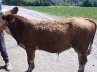 گاو نر, Simmental cattle — عکس 1