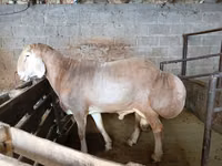 قوچ, Rhon sheep — عکس 3
