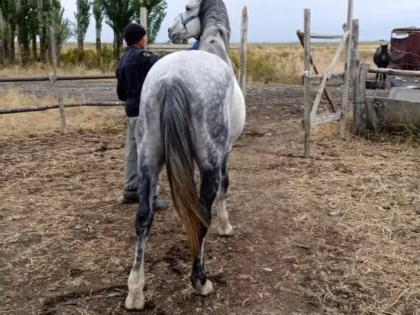 Асп, Friesian sport horse