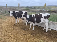 Bulle, Russian Black pied cattle — Foto 5